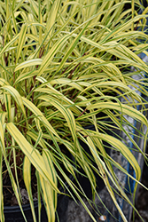 Golden Variegated Hakone Grass (Hakonechloa macra 'Aureola') at Marlin Orchards & Garden Centre