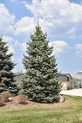 Baby Blue Blue Spruce (Picea pungens 'Baby Blue') at Marlin Orchards & Garden Centre