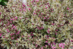 My Monet Purple Effect Weigela (Weigela florida 'Verweig8') at Marlin Orchards & Garden Centre