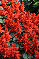 Vista Red Sage (Salvia splendens 'PAS3285') at Marlin Orchards & Garden Centre