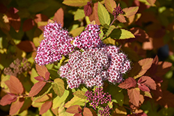 Double Play Big Bang Spirea (Spiraea 'Tracy') at Marlin Orchards & Garden Centre