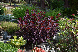 Winecraft Black Smokebush (Cotinus coggygria 'NCCO1') at Marlin Orchards & Garden Centre