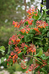 Dropmore Scarlet Trumpet Honeysuckle (Lonicera x brownii 'Dropmore Scarlet') at Marlin Orchards & Garden Centre