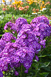 Laura Garden Phlox (Phlox paniculata 'Laura') at Marlin Orchards & Garden Centre