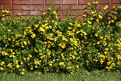 Gold Star Potentilla (Potentilla fruticosa 'Gold Star') at Marlin Orchards & Garden Centre