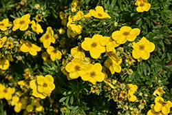 Gold Star Potentilla (Potentilla fruticosa 'Gold Star') at Marlin Orchards & Garden Centre