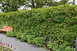 Englemann Ivy (Parthenocissus quinquefolia 'var. englemannii') at Marlin Orchards & Garden Centre