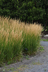 Karl Foerster Reed Grass (Calamagrostis x acutiflora 'Karl Foerster') at Marlin Orchards & Garden Centre