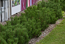 Dwarf Mugo Pine (Pinus mugo var. pumilio) at Marlin Orchards & Garden Centre