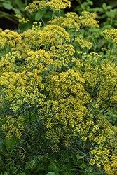Bouquet Dill (Anethum graveolens 'Bouquet') at Marlin Orchards & Garden Centre