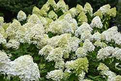Limelight Prime Hydrangea (Hydrangea paniculata 'SMNHPPH') at Marlin Orchards & Garden Centre