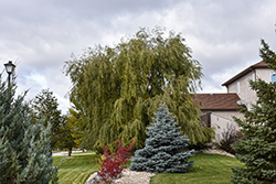 Prairie Cascade Weeping Willow (Salix 'Prairie Cascade') at Marlin Orchards & Garden Centre