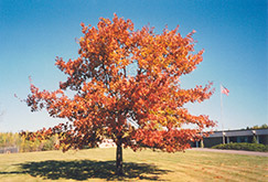 Red Oak (Quercus rubra) at Marlin Orchards & Garden Centre
