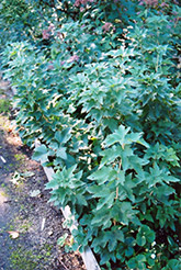 Ben Nevis Black Currant (Ribes nigrum 'Ben Nevis') at Marlin Orchards & Garden Centre