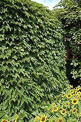 Boston Ivy (Parthenocissus tricuspidata) at Marlin Orchards & Garden Centre