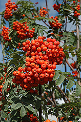 Russian Mountain Ash (Sorbus aucuparia 'Rossica') at Marlin Orchards & Garden Centre