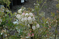 Duke Blueberry (Vaccinium corymbosum 'Duke') at Marlin Orchards & Garden Centre