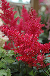 Montgomery Japanese Astilbe (Astilbe japonica 'Montgomery') at Marlin Orchards & Garden Centre