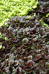 Black Scallop Bugleweed (Ajuga reptans 'Black Scallop') at Marlin Orchards & Garden Centre