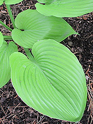 Sum and Substance Hosta (Hosta 'Sum and Substance') at Marlin Orchards & Garden Centre