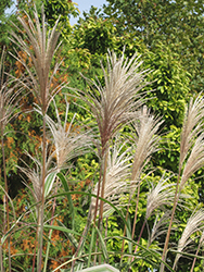 Variegated Silver Grass (Miscanthus sinensis 'Variegatus') at Marlin Orchards & Garden Centre