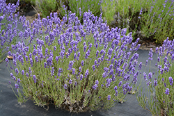 Hidcote Lavender (Lavandula angustifolia 'Hidcote') at Marlin Orchards & Garden Centre