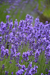 Hidcote Lavender (Lavandula angustifolia 'Hidcote') at Marlin Orchards & Garden Centre
