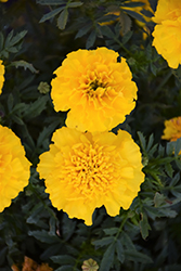 Bonanza Yellow Marigold (Tagetes patula 'Bonanza Yellow') at Marlin Orchards & Garden Centre