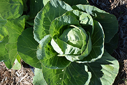 Green Express Cabbage (Brassica oleracea var. capitata 'Green Express') at Marlin Orchards & Garden Centre