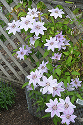 Nelly Moser Clematis (Clematis 'Nelly Moser') at Marlin Orchards & Garden Centre