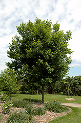 Sugar Maple (Acer saccharum) at Marlin Orchards & Garden Centre