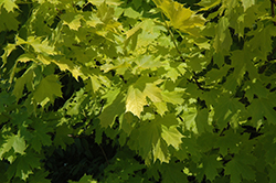 Princeton Gold Maple (Acer platanoides 'Princeton Gold') at Marlin Orchards & Garden Centre