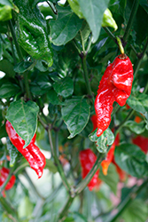 Bhut Jolokia Red Hot Pepper (Capsicum chinense 'Bhut Jolokia Red') at Marlin Orchards & Garden Centre