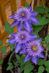 Multi Blue Clematis (Clematis 'Multi Blue') at Marlin Orchards & Garden Centre