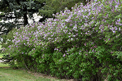 Katherine Havemeyer Lilac (Syringa vulgaris 'Katherine Havemeyer') at Marlin Orchards & Garden Centre