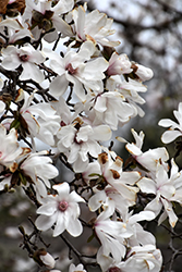 Merrill Magnolia (Magnolia x loebneri 'Merrill') at Marlin Orchards & Garden Centre