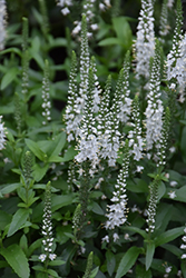 White Wands Speedwell (Veronica 'White Wands') at Marlin Orchards & Garden Centre