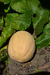 Cantaloupe Melon (Cucumis melo var. cantalupensis) at Marlin Orchards & Garden Centre