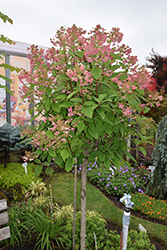 Quick Fire Hydrangea (tree form) (Hydrangea paniculata 'Bulk') at Marlin Orchards & Garden Centre