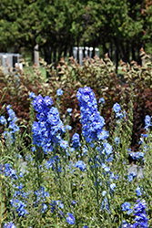 Blue Fountains Larkspur (Delphinium 'Blue Fountains') at Marlin Orchards & Garden Centre