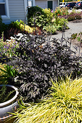 Black Negligee Bugbane (Actaea racemosa 'Black Negligee') at Marlin Orchards & Garden Centre
